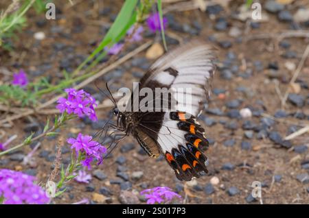 Farfalla Orchard a coda di rondine, Queensland, Australia Foto Stock