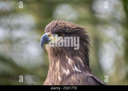 Aquila giovanile dalla coda bianca, prigioniera, Regno Unito Foto Stock