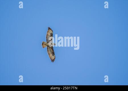 Volanti comuni, Regno Unito Foto Stock