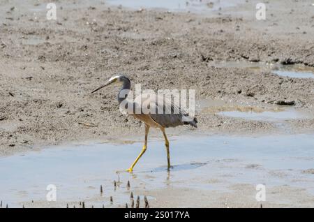 Aironi bianchi, Queensland, Australia Foto Stock