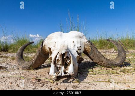 Teschio di bufalo nella savana della Tanzania. Serengeti Foto Stock