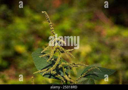 fiori di amaranto selvatici che crescono nel giardino. fiorenti spinaci verdi. Foto Stock