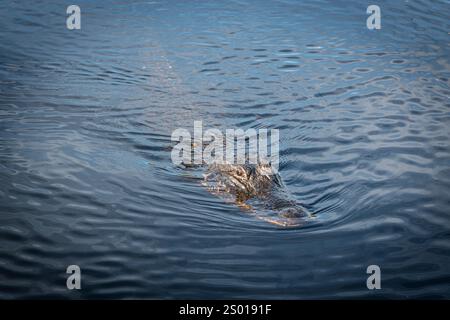 Alligatore americano, Florida Everglades National Park, Florida USA Foto Stock