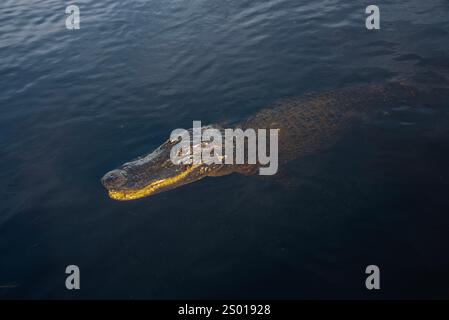 Alligatore americano, Florida Everglades National Park, Florida USA Foto Stock