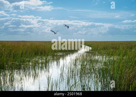 Heron sorvola sawgrass nell'Everglades National Park, Florida, USA Foto Stock