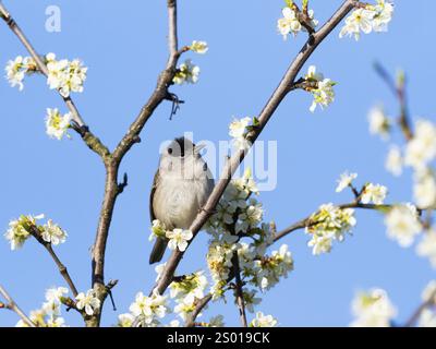 Cappa nera (Sylvia atricapilla), uccello maschile arroccato su un ramo, circondato dalla fioritura selvaggia dei ciliegi, Assia, Germania, Europa Foto Stock