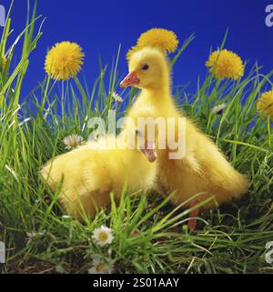 Due imbracature in un prato fiorito, piccoli animali, (Anser anser) Studio Photography, bassa Sassonia, Repubblica Federale di Germania Foto Stock