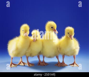 Quattro giovani oche (Anser anser), pulcini, imbracature, animali, foto di baby Animals in studio, bassa Sassonia, Repubblica Federale tedesca Foto Stock