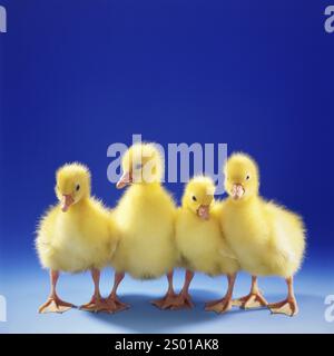 Quattro giovani oche (Anser anser), pulcini, imbracature, animali, foto di baby Animals in studio, bassa Sassonia, Repubblica Federale tedesca Foto Stock