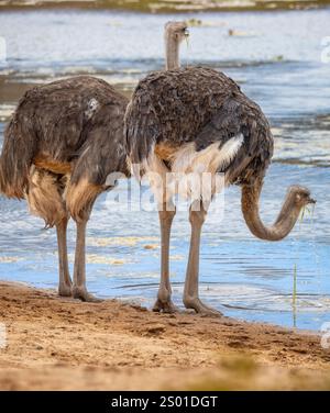 Primo piano di un paio di struzzi selvatici che bevono da un'abbeveratoio nella riserva di caccia in Sud Africa. Foto Stock