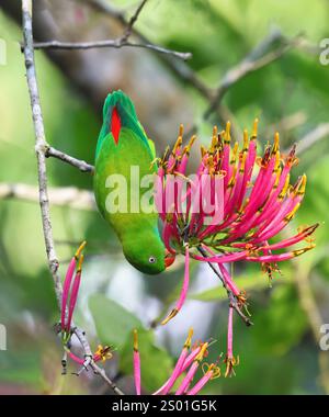 Pappagallo appeso a vernal seduto sul fiore. Questa foto è stata scattata dal Bangladesh. Foto Stock