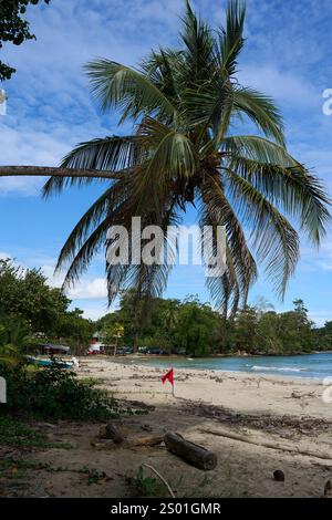 Cahuita, Costa Rica - 16 novembre 2024 - Parco Nazionale di Cahuita - spiaggia, foresta e colorata vita marina Foto Stock