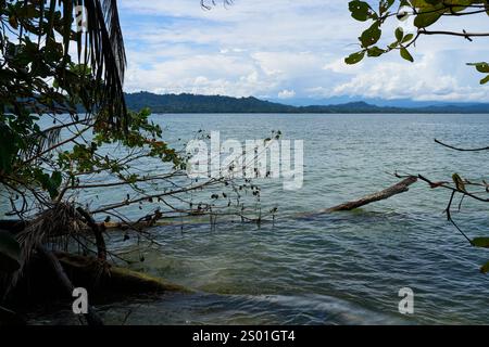 Cahuita, Costa Rica - 16 novembre 2024 - Parco Nazionale di Cahuita - spiaggia, foresta e colorata vita marina Foto Stock