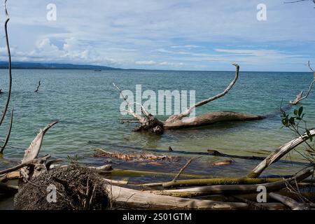 Cahuita, Costa Rica - 16 novembre 2024 - Parco Nazionale di Cahuita - spiaggia, foresta e colorata vita marina Foto Stock