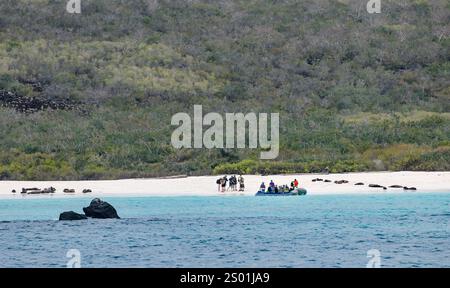 I turisti che scendono da un gommone rigido sulla spiaggia di Gardner Bay con leoni marini, l'isola Espanola, le Galapagos Foto Stock