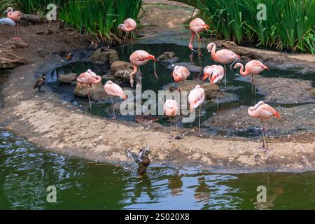 Un gruppo di fenicotteri è in piedi in uno stagno. L'acqua è verde e torbida. Gli uccelli sono sparsi intorno allo stagno, alcuni più vicini alla riva e altri Foto Stock