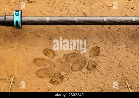 Cougar, Puma Concolor, tracce fresche di fango che mostrano la consistenza dei pad, Kamiak Butte County Park, regione di Palouse, Stato di Washington, Stati Uniti Foto Stock