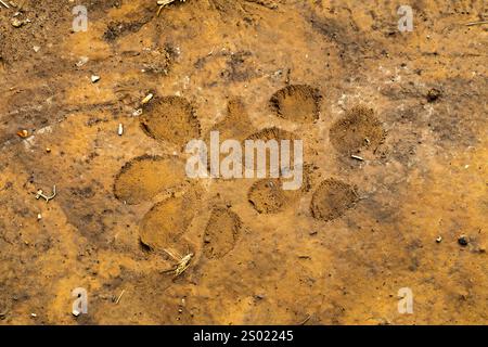 Cougar, Puma Concolor, tracce fresche di fango che mostrano la consistenza dei pad, Kamiak Butte County Park, regione di Palouse, Stato di Washington, Stati Uniti Foto Stock