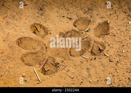 Cougar, Puma Concolor, tracce fresche di fango che mostrano la consistenza dei pad, Kamiak Butte County Park, regione di Palouse, Stato di Washington, Stati Uniti Foto Stock