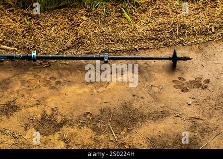 Cougar, Puma Concolor, tracce fresche di fango che mostrano la consistenza dei pad, Kamiak Butte County Park, regione di Palouse, Stato di Washington, Stati Uniti Foto Stock