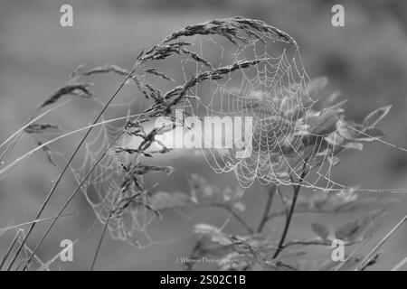 La rugiada mattutina si sporge delicatamente dalle piante fragili Foto Stock