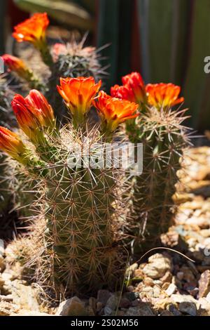 Cacto Claret Cup con fiori rosso-arancio vividi che sbocciano su steli spinosi, cactus del deserto Echinocereus Foto Stock