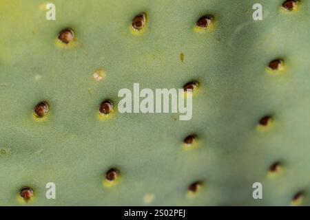 Texture a distanza ravvicinata di un pad di fico d'India, superficie Opuntia verde pallido con areole e spine marroni, sfondo botanico Foto Stock
