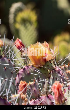 Un cactus giallo brillante di fichi d'India in piena fioritura sotto il cielo azzurro del deserto di Sonora in Arizona. I vivaci fiori della pianta si distinguono Foto Stock