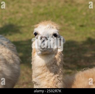 Simpatico alpaca con faccia divertente che si rilassa al ranch in estate Foto Stock