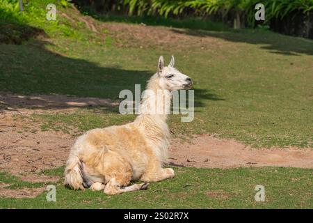 Simpatico alpaca con faccia divertente che si rilassa al ranch in estate Foto Stock