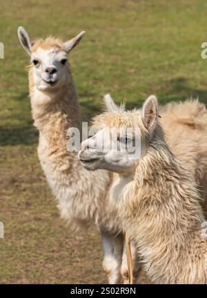 Simpatico alpaca con faccia divertente che si rilassa al ranch in estate Foto Stock