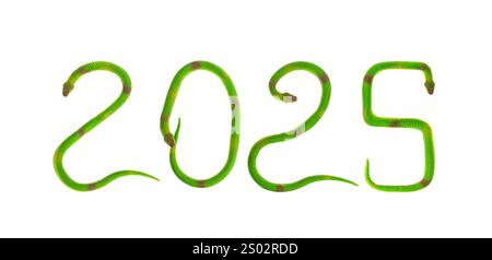 serpenti di gomma verde che fanno 2025 didascalie, 2025 è l'anno del serpente Foto Stock