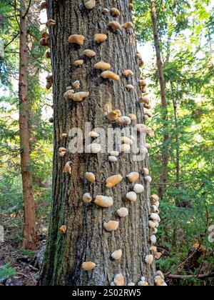 Funghi che crescono su un albero vicino a Jodogahama Beach Foto Stock