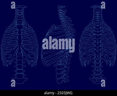 Illustrazione del vettore scheletrico toracico umano del contorno Illustrazione Vettoriale