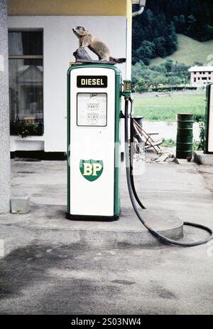 Marmotta imbottita sulla pompa carburante diesel BP presso la stazione di servizio, Landeck, Tirolo, Austria, Europa 1960 Foto Stock