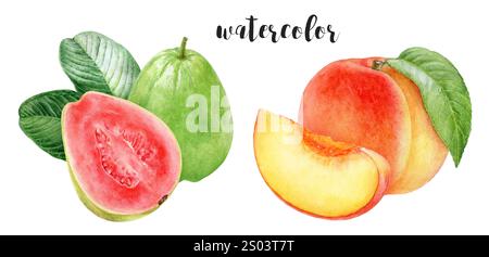 Acquerello dipinto a mano e illustrazione botanica Guava isolata sul bianco Foto Stock