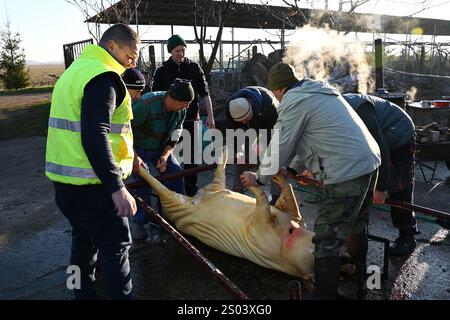 Ohrady, Dunajská Streda, Slovacchia - novembre 30 2024: Macellazione di maiali della comunità tradizionale dei villaggi (zabíjačka), Foto Stock