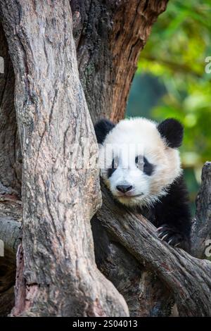 L'immagine ravvicinata del Panda gigante di sei mesi (Ailuropoda melanoleuca) "Mei Zhu" dal Guangzhou Chimelong Safari Park in Cina. Foto Stock