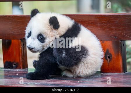 L'immagine ravvicinata del Panda gigante di sei mesi (Ailuropoda melanoleuca) "Mei Zhu" dal Guangzhou Chimelong Safari Park in Cina. Foto Stock