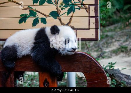 L'immagine ravvicinata del Panda gigante di sei mesi (Ailuropoda melanoleuca) "Mei Zhu" dal Guangzhou Chimelong Safari Park in Cina. Foto Stock
