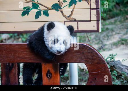 L'immagine ravvicinata del Panda gigante di sei mesi (Ailuropoda melanoleuca) "Mei Zhu" dal Guangzhou Chimelong Safari Park in Cina. Foto Stock