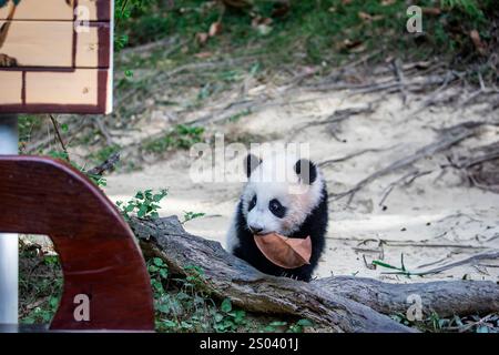 L'immagine ravvicinata del Panda gigante di sei mesi (Ailuropoda melanoleuca) "Mei Zhu" dal Guangzhou Chimelong Safari Park in Cina. Foto Stock