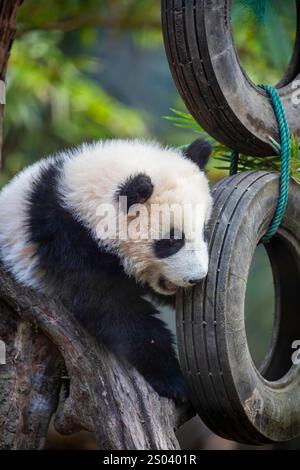 L'immagine ravvicinata del Panda gigante di sei mesi (Ailuropoda melanoleuca) "Mei Zhu" dal Guangzhou Chimelong Safari Park in Cina. Foto Stock