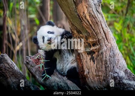 L'immagine ravvicinata del Panda gigante di sei mesi (Ailuropoda melanoleuca) "Mei Zhu" dal Guangzhou Chimelong Safari Park in Cina. Foto Stock