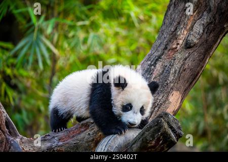 L'immagine ravvicinata del Panda gigante di sei mesi (Ailuropoda melanoleuca) "Mei Zhu" dal Guangzhou Chimelong Safari Park in Cina. Foto Stock