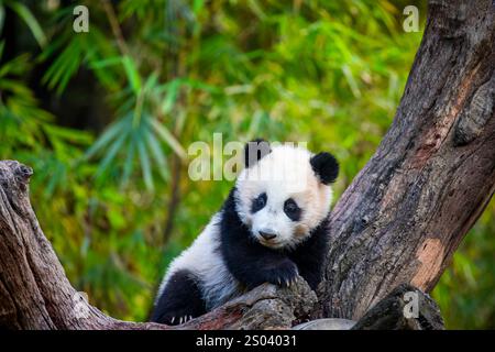 L'immagine ravvicinata del Panda gigante di sei mesi (Ailuropoda melanoleuca) "Mei Zhu" dal Guangzhou Chimelong Safari Park in Cina. Foto Stock
