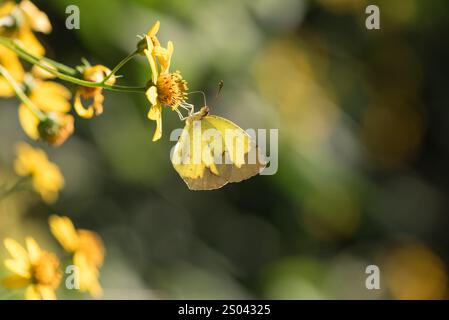 Foraging Boisduvals Yellow (Eurema boisduvaliana) al Podosa James Hotel, Messico Foto Stock