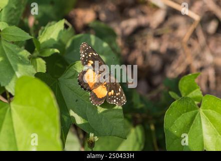 Arroccato confinato Patch (Chlosyne lacinia) nello stato di vera Cruz, Messico Foto Stock