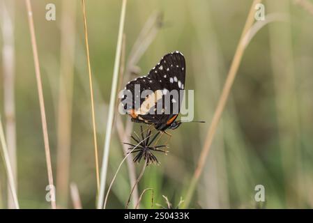 Arroccato confinato Patch (Chlosyne lacinia) nello stato di vera Cruz, Messico Foto Stock