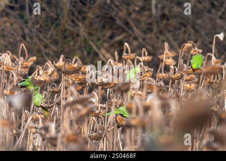 Parco con collo ad anello (Psittacula krameri), diversi uccelli che si nutrono durante l'inverno di semi di girasole in un campo di girasoli, Surrey, Inghilterra, Regno Unito Foto Stock